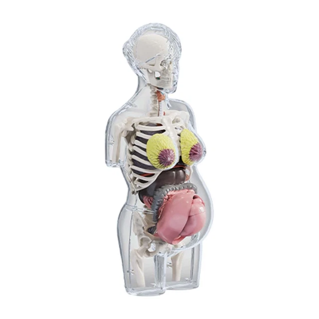 Puzzlevison Body HUMAN BODY MODEL Science Puzzle Kit Teaching Tool 4D Vision Body Parts ...