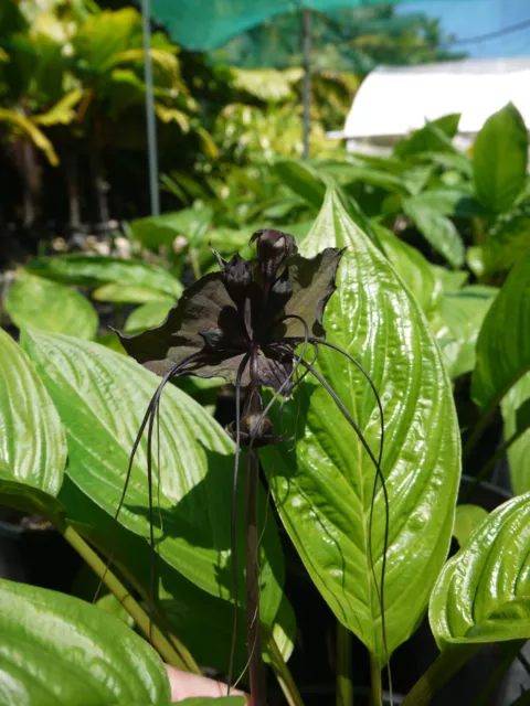 Black Bat Flower "Tacca chantrieri"  x 15 Fresh Seeds 3