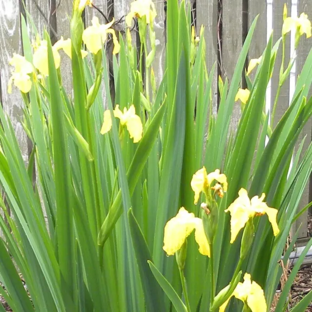 Siberian iris bare roots   perennial 3 per order