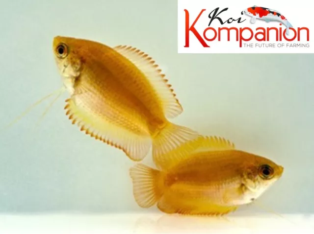 3/5/10X Gold Honey Gourami Freshwater Fish Free Shipping Koi Kompanion