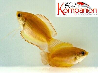 3/5/10X Gold Honey Gourami Freshwater Fish Koi Kompanion