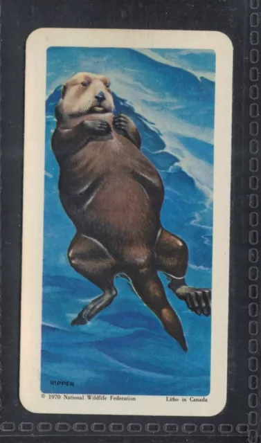 SEA OTTER - 50 + year old Canadian Trade Card # 15