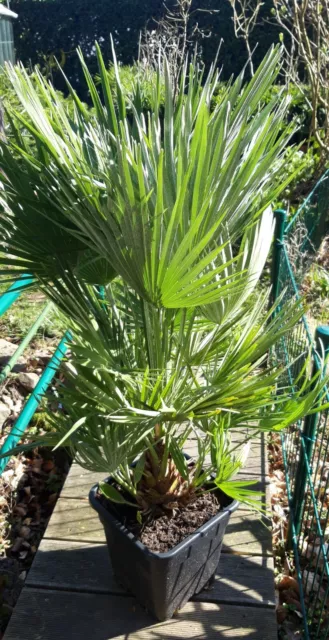 Winterharte Zwergpalme Chamaerops humilis sehr kältetolerante Palme