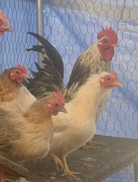 12+ Fertile  barnyard mix Eggs/photosRsellersFlock/ 🦃 ChickenDuckSerama 🐥 🦆