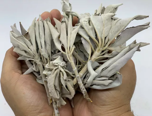 Loose White Sage Smudge Leaves & Clusters, California White Sage Leaves,Bulk Lot