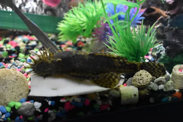 CHOCOLATE BRISTLENOSE PLECO (1) Juvenile Tank Bred Freshwater Sucker Fish 1.5"