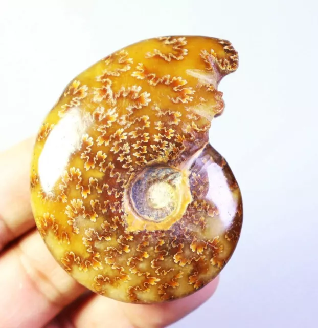 Natural Rainbow Ammonite Fossil Quartz Crystal Stone Mineral Specimen Madagascar