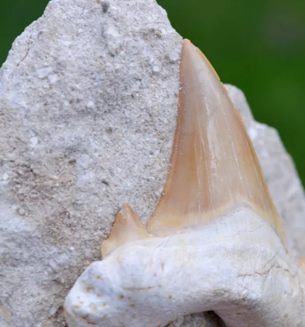 Fossile dent - Otodus obliquus - Ypresien - 72 mm - Oued Zem, Maroc 3