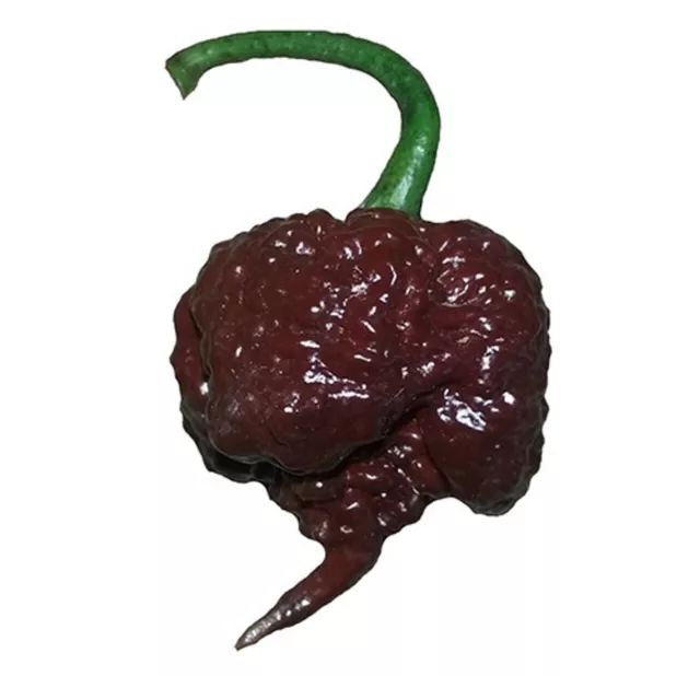 Chocolat Carolina Reaper HP22B 10+ graines de piment