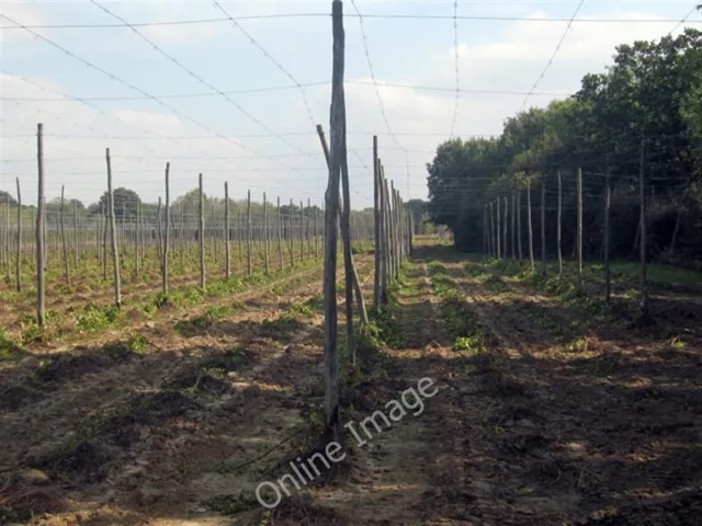 Photo 6x4 Hop field Linkhill The hops have been recently harvested.Al c2009
