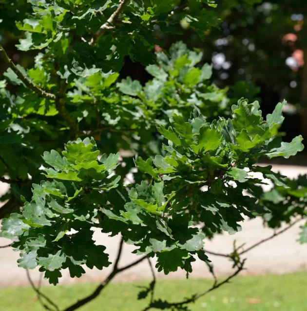 Kompakte Stiel Eiche 60-80cm - Quercus robur