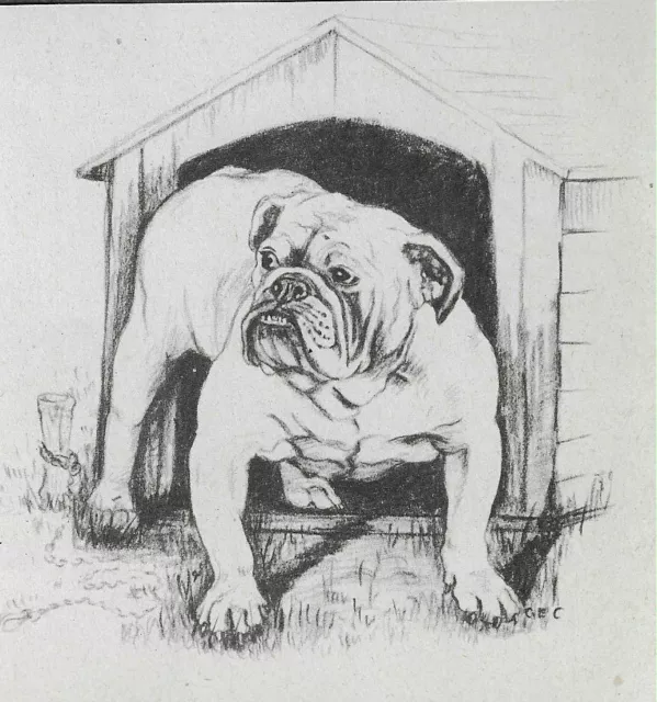 Bulldog - CUSTOM MATTED - 1945 Vintage Dog Art Print - G. Cook