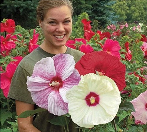 100 Hibiscus Flower Seeds Hardy,Mix Color, DIY Garden Potted or Ya...