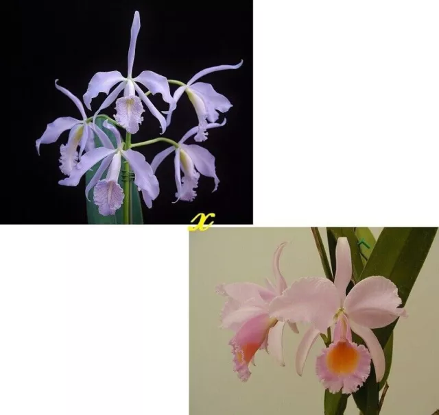 Orchid Orchidee Cattleya maxima var coerulea x Ca. schroederae (29 L)