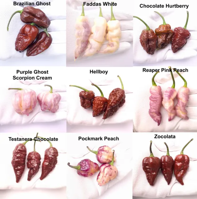 Worlds HOTTEST Chilli - 9 Varieties - 36 Seeds Cream & Chocolate Collection