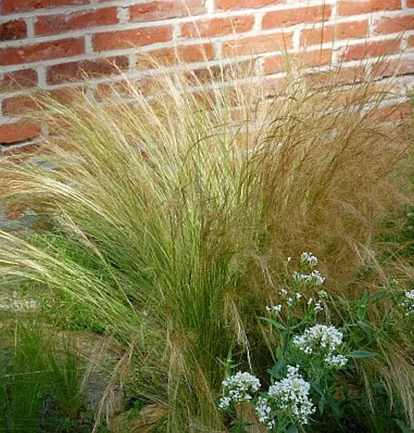 Cola de pony de hierba de ángel - olla grande - Stipa tenuissima