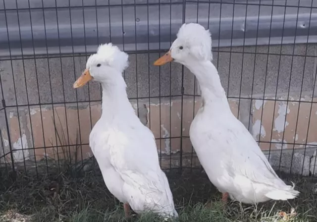 10++ Pure Whited Crested Duck Hatching Eggs