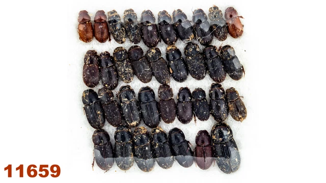 Scarabaeidae: Aphodiinae sp.   A1, 2,5-4 mm, MIX, 35 pc