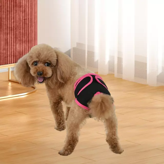 Couche pour chien femelle, vêtements pour chat, confortable, Durable, très