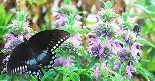 Lemon Mint Seeds (25+ Seeds)(More Heirloom, Organic, Non GMO, Vegetable, Fruit,