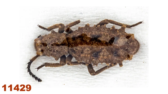 Tenebrionidae sp.   A2, 11 mm , 1 pc