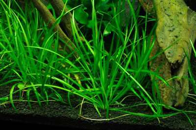 Echinodorus Tenellus Cup Tissue Culture Live Aquarium Plants Pygmy Chain Sword 3