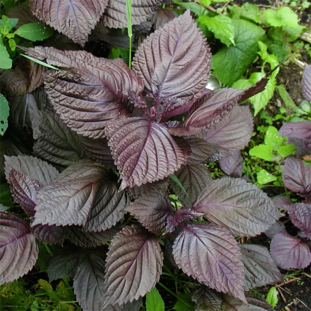 Perilla Frutescens - 300 Seeds - Shiso Red