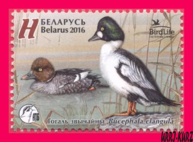 BELARUS 2016 Nature Fauna Bird of Year Common Goldeneye Duck 1v Sc979 Mi1108 MNH