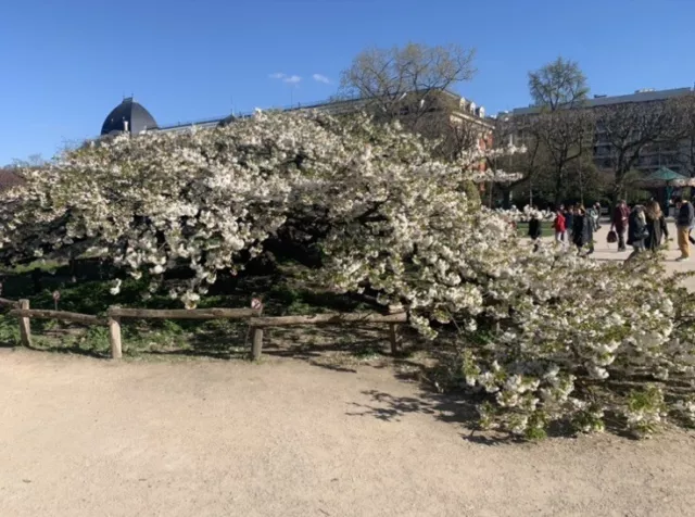 Branche De Cerisier Du Jardin Des Plantes.prunus Shirotae.elagage Novembre 2023.