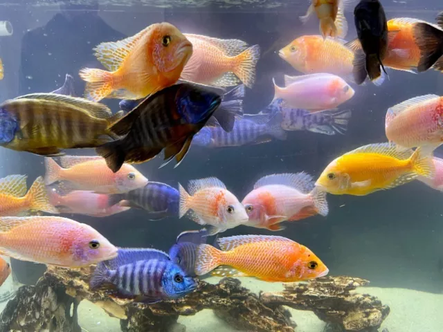 10 African Dragon Blood/OB Peacock Cichlid Mix (1"-1.5")Bright, Vibrant, Healthy