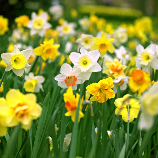 15 ZWERG NARZISSEN Osterglocken Mix Blumen Zwiebeln Schon im Herbst