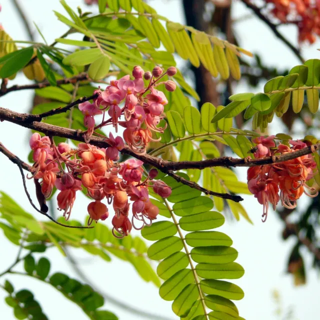 Pink Shower Tree (Cassia grandis) - 10 seeds