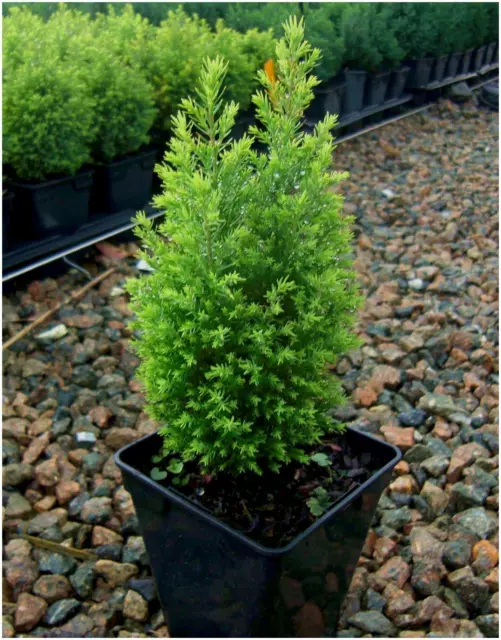 [MultiPack 9cm Pots] Conifer Chamaecyparis Lawsoniana 'Ellwoods Gold' Cypress
