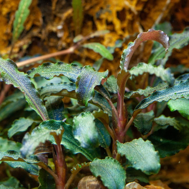 Bucephalandra sp. "Kedagang" In Vitro Pflanze Tropica 1-2-Grow!