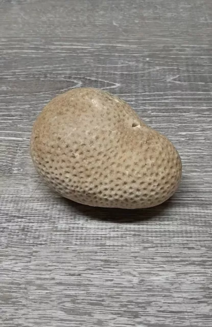 Natural Coral Piece Saltwater Shell Seashell Off White Real Reef 3-4" Brain