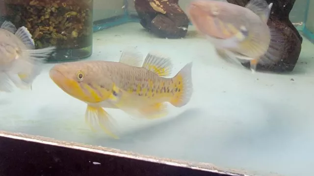 Gurus Viator - Rainbow Snakehead gudgeon
