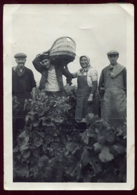 photo ancienne . Bourgogne . Comblanchien. vigne " Les Fourches " vendanges 1950