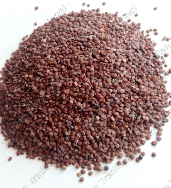Bulk Lajwanti Beej Mimosa Pudica Linn Seed Chuimui Lajjalu Sensitive Plant Seed