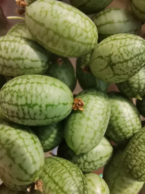 Cucamelon Mexicain Concombre Melothria Scabra, 20 Graines 