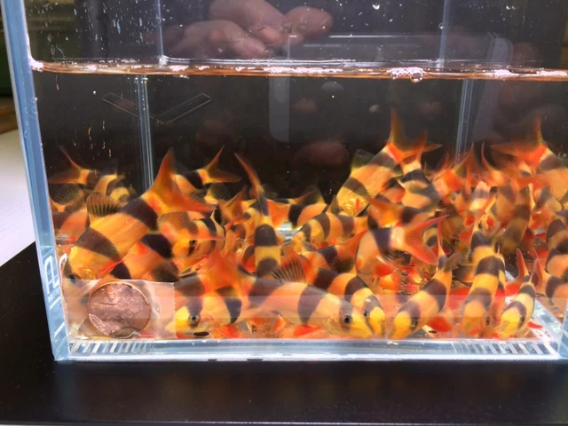 Clown Loach (Chromobotia macracantha) - Live Freshwater Fish PACK OF 3 2