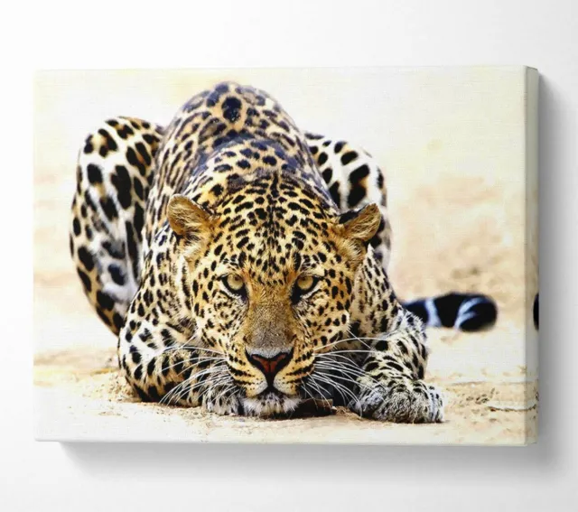 Leopard Staring Canvas Wall Art Home Decor Large Print
