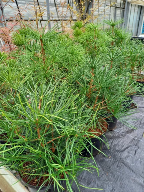 Sciopitys verticillata planta de paraguas japonés 30-40cm resistente