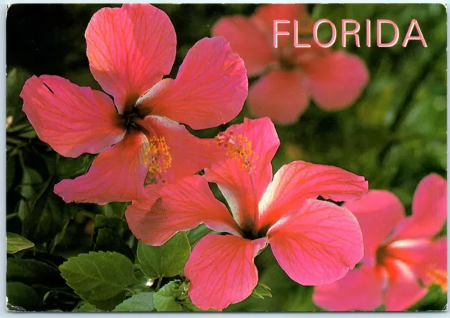 Postcard - Hibiscus at the "Land of Flowers" - Florida