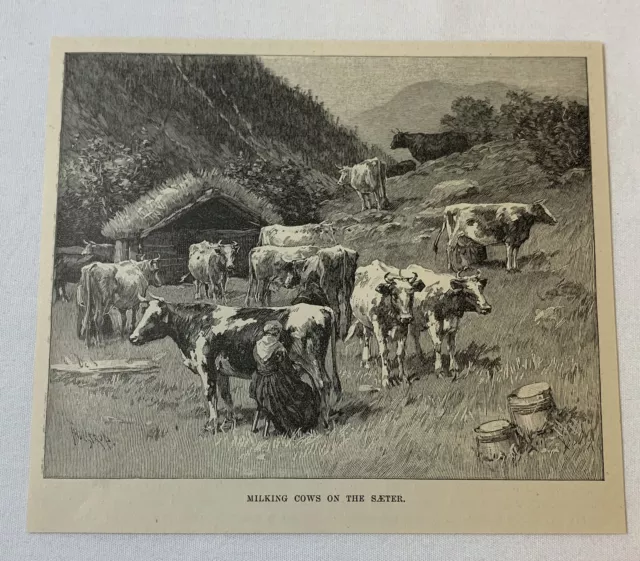 1889 magazine engraving ~ MILKING COWS ON THE SAETER Norway