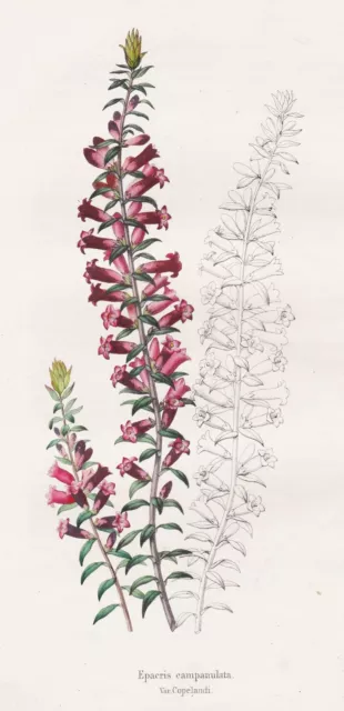 Epacris campanulata Australasia flowers Blume botanical print litho Morren