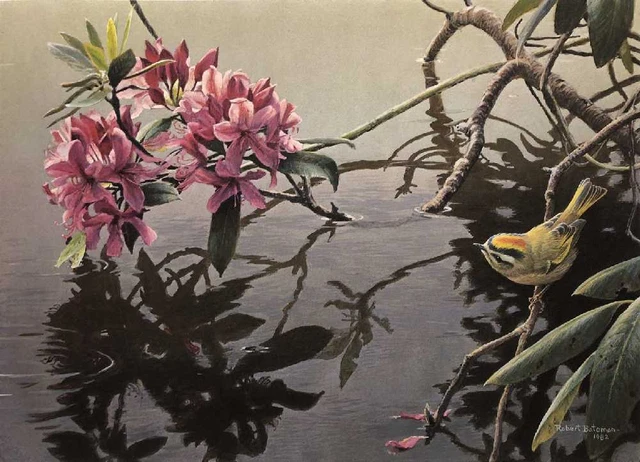 Robert Bateman Golden-Crowned Kinglet and Rhododendron Giclee on Clayboard