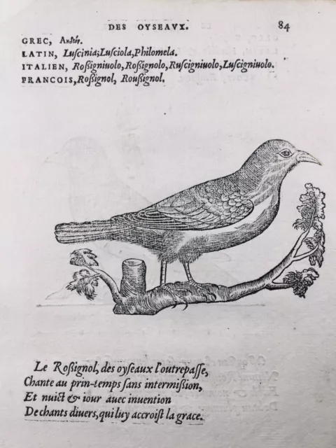 Rossignol Philomèle 1557 Ficedula Dumetoria Ornitologia Estremamente Raro, Belon
