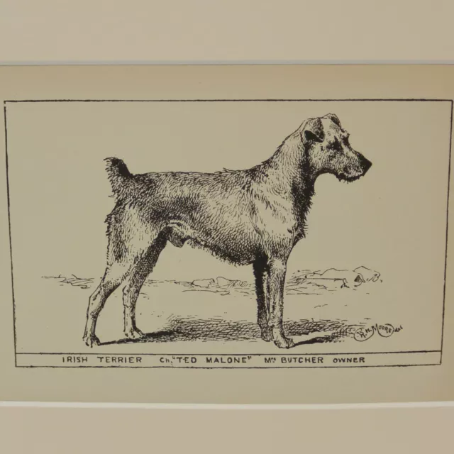 Irish Terrier Dog Antique Engraving Print c.1900