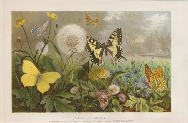 Schmetterlinge Tagfalter Chromo-Lithographie von 1890 butterfly Lepidoptera