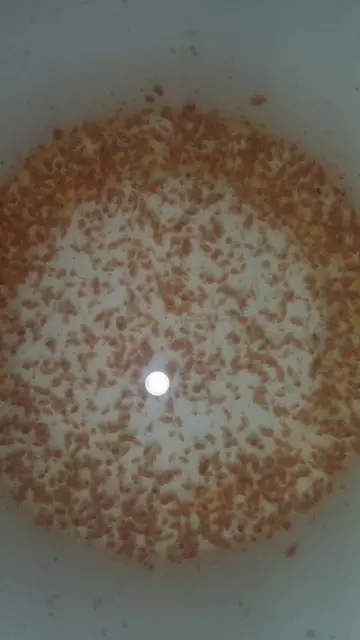 500+ Live Daphnia Magna (Clean Indoor Culture)